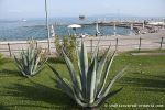 b_150_100_16777215_00_images_slatinabeachopatija_opatijabeach-cactus.jpg